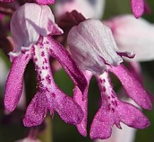 Orchis militaris