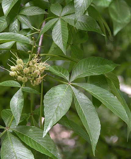 Aesculus flava (kasztanowiec żółty)