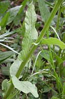 Senecio congestus