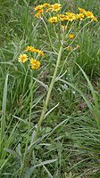 Senecio congestus