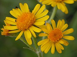 Senecio congestus