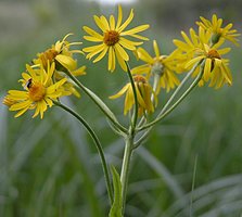 Senecio congestus