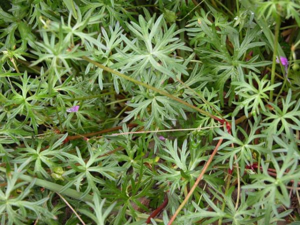 Geranium columbinum