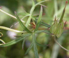 Geranium columbinum