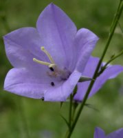 Campanula persicifolia