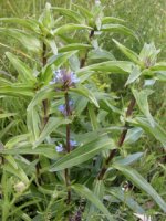 Gentiana cruciata