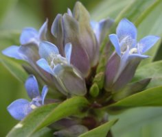 Gentiana cruciata