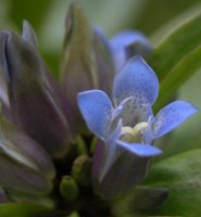 Gentiana cruciata