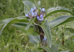 Gentiana cruciata