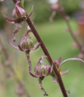 Campanula rapunculoides