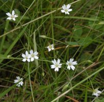 Stellaria graminea