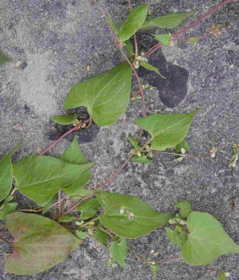 Fallopia convolvulus