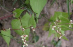 Fallopia convolvulus