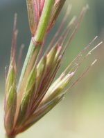 Elymus caninus (perz psi)