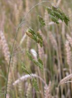 Bromus secalinus