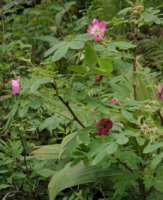 Rosa pendulina (róża alpejska)