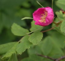 Rosa pendulina (róża alpejska)