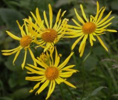 Doronicum austriacum