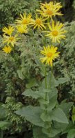 Doronicum austriacum