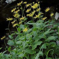 Doronicum austriacum