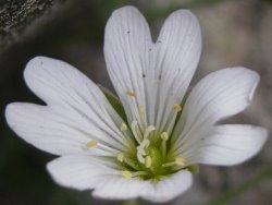 Cerastium alpinum (rogownica alpejska)