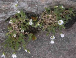 Cerastium alpinum (rogownica alpejska)