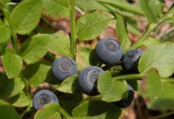 Vaccinium myrtillus