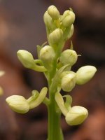 Orchis pallens