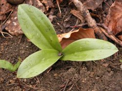 Orchis pallens