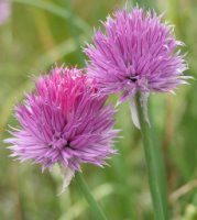 Allium sibiricum