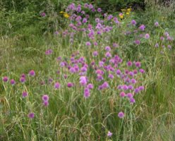 Allium sibiricum