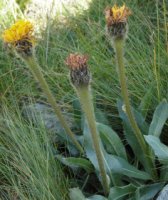 Hypochoeris uniflora (prosienicznik jednogłówkowy)