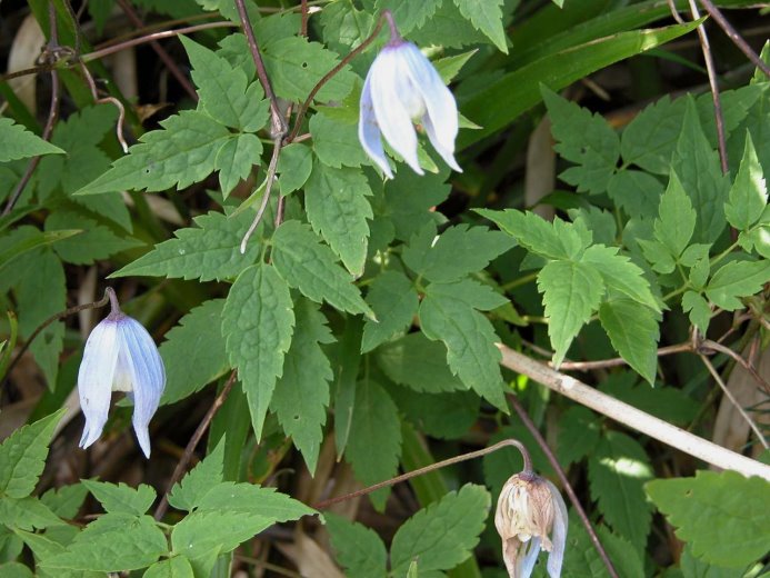 Clematis alpina (powojnik alpejski)