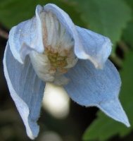 Clematis alpina (powojnik alpejski)