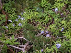 Clematis alpina