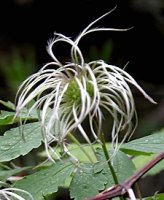 Clematis alpina