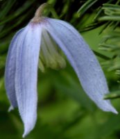 Clematis alpina