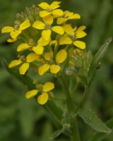 Erysimum wahlenbergii