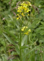 Erysimum wahlenbergii