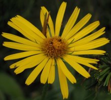 Doronicum clusii