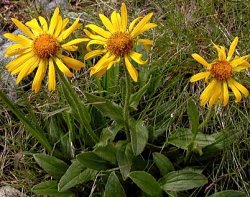 Doronicum clusii