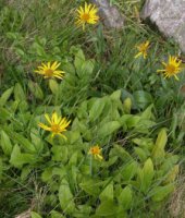 Doronicum clusii