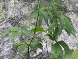 Ranunculus platanifolius