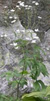 Ranunculus platanifolius