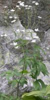 Ranunculus platanifolius