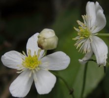 Ranunculus platanifolius