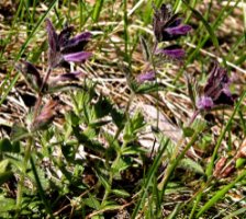 Bartsia alpina