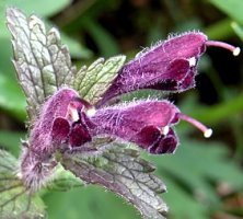 Bartsia alpina