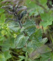 Bartsia alpina