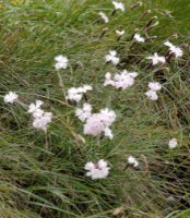 Dianthus plumarius ssp. praecox